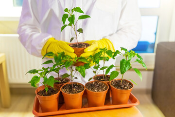 Gardener breeder holds a tray with seedlings. A professional breeder grows new varieties of vegetables, seedlings of young plants grown in winter under artificial light.