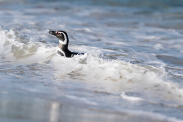 The Magellanic penguin (Spheniscus magellanicus)