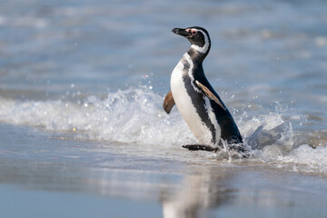 The Magellanic penguin (Spheniscus magellanicus)