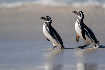 The Magellanic penguin (Spheniscus magellanicus)