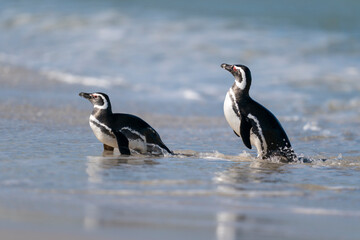 Fototapeta premium The Magellanic penguin (Spheniscus magellanicus)
