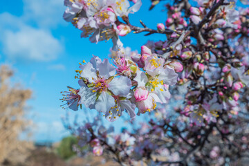 Almonds tree flowering branch in a field