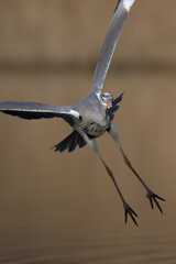 Graureiher im Flug