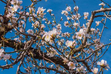 Almonds tree flowering branch  in a field with blooming flowers and blue sky a typical spring day