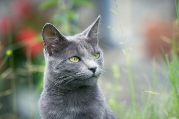 Outdoors portrait of a cat