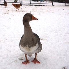 A gray goose stands in the snow in a farm pen.