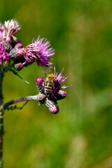 Disteln versorgen Insekten mit Pollen und Nektar. Thueringen, Deutschland, Europa   --  
Thistles provide pollen and nectar to insects. Thuringia, Germany, Europe