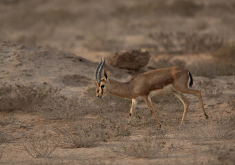 Arabian Rheem Gazelle grazing at Hawar island of Bahrain