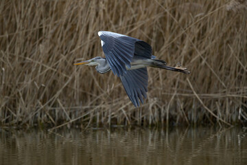 Graureiher im Flug