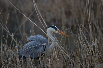 Graureiher im Schilf