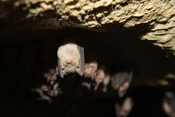 Groups of sleeping bats in cave - Lesser mouse-eared bat (Myotis blythii) and (Rhinolophus...