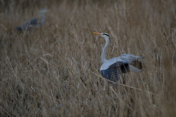 Graureiher im Schilf