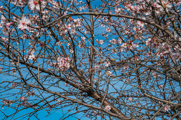 Almonds tree flowering branch  in a field with blooming flowers and blue sky a typical spring day
