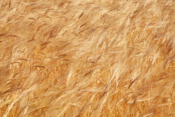 Wheat field. Ears of golden wheat close up. Beautiful Nature Sunset Landscape.  Agriculture, agronomy, industry concept.