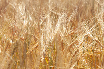 Close up barley field in summer. Agriculture, agronomy, industry concept.
