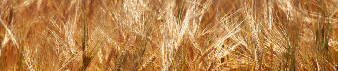 Barley field in summer. Agriculture, agronomy, industry concept.