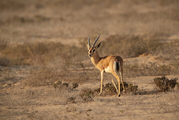 A Arabian Rheem Gazelle at Hawar island of Bahrain
