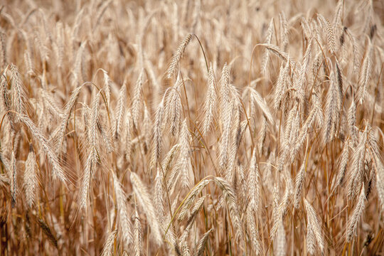 Beautiful image of ripe ears of golden wheat. Wheat field.  Agriculture, agronomy, industry concept. Horizontal image.
