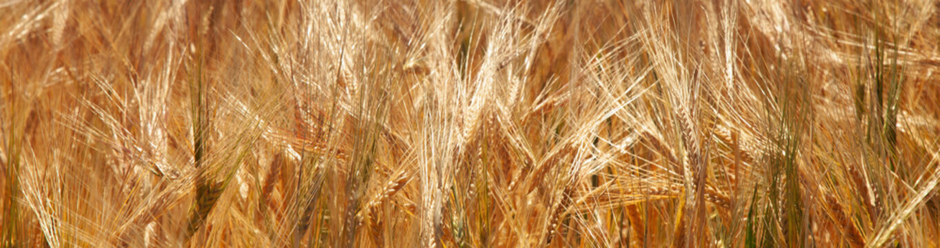 Gold wheat field. Yellow wheat ears field background. Agriculture, agronomy, industry concept. Horizontal image.