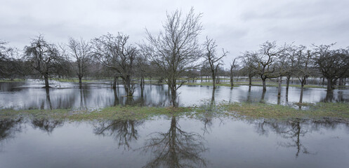 trees on flooded field