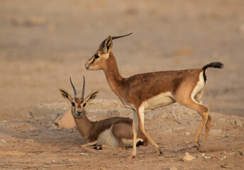 A pair of Arabian Rheem Gazelle at Hawar island of Bahrain