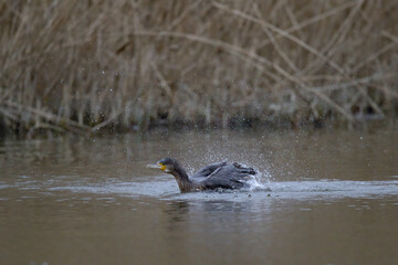 Kormoran beim baden