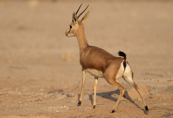 Arabian Rheem Gazelle stretching its leg at Hawar island of Bahrain