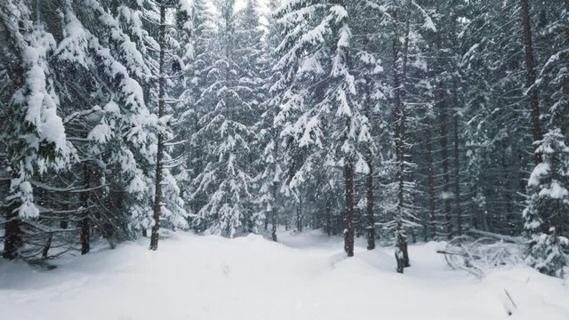 Winter scenery of the evergreen forest. Snaw falling in the woods on the mountain. High quality 4k footage