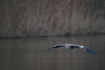 Graureiher im Flug