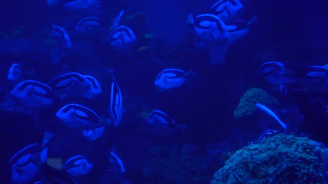 Many small striped fish swim in the water. Ocean dwellers. Paracanthurus hepatus. Acanthuridae