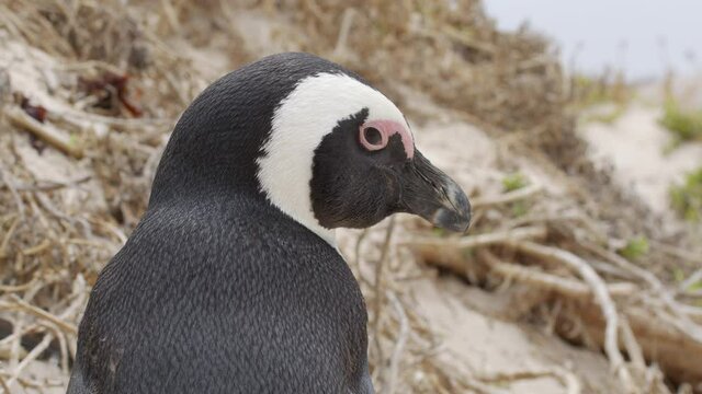 Cute penguin portrait. African penguin Spheniscus demersus also known as the jackass penguin and black-footed penguin. South Africapenguin close up.