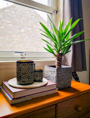 Minimalistic composition of yucca tree plant in stone pot with black candles on top of two books. Vignette by the window.