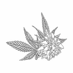 Cannabis branch with leaves vector engraved style illustration for posters, decoration and print. Detailed hand drawn hemp plant with cones. Scratch board imitation.