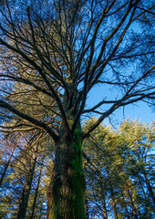 Obraz premium view of the sky through the canopy of trees