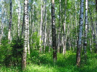Foto op Plexiglas summer Russian birch grove under the sun © Lumatis