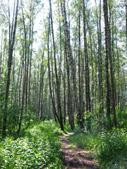 summer Russian birch grove under the sun