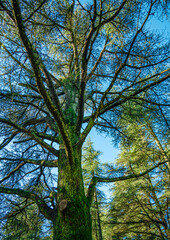 view of the sky through the canopy of trees