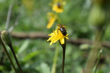 Bee on a yellow Dandelion in the meadow 