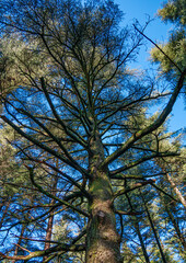 view of the sky through the canopy of trees