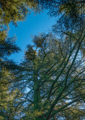 view of the sky through the canopy of trees