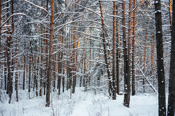 Beautiful winter forest, pine tree trunks covered with snow