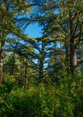 view of the sky through the canopy of trees