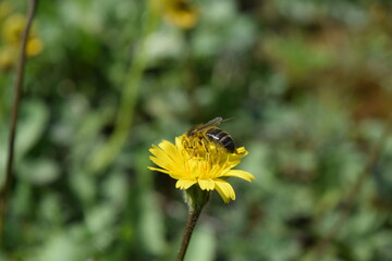 Bee on a yellow Dandelion in the meadow 