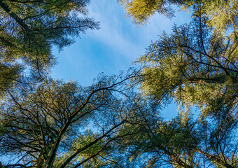 view of the sky through the canopy of trees