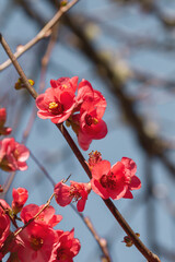 Fototapeta na wymiar Chaenomeles japonica blooming flowers