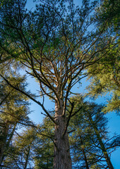 view of the sky through the canopy of trees