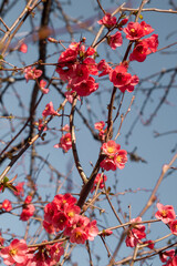Chaenomeles japonica blooming flowers