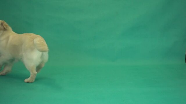 dog dancer on green screen