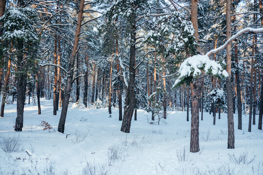 Beautiful winter forest, pine tree trunks covered with snow