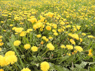 Obraz premium Big meadow of blooming dandelions